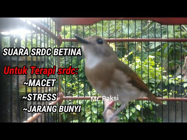 SUARA SRDC BETINA UNTUK TERAPI SRDC MACET- STRESS DAN JARANG BUNYI class=