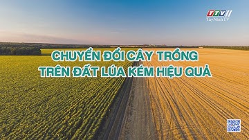 Chuyển đổi cây trồng trên đất lúa kém hiệu quả | Nông nghiệp Tây Ninh | TayNinhTV