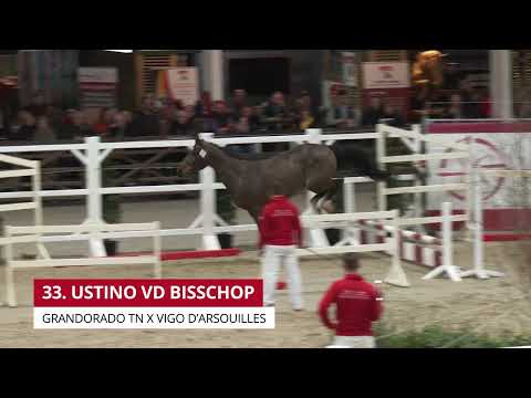 USTINO VD BISSCHOP (GRANDORADO TN x VIGO D'ARSOUILLES)