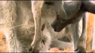 Kangurunun Doğum Anı Kangaroo Moment