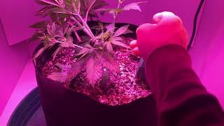Stress Training at 3 Weeks