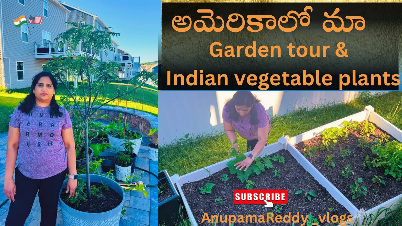 My garden tour 2024 10 years curry plant Indian vegetable plants