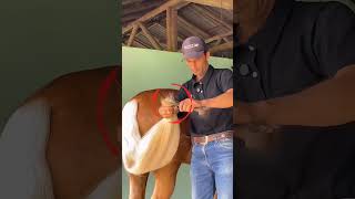 This Horse Has Too Much Hair to Handle 😱🐴 #shorts #viral