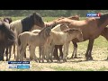 В Кашинском районе разводят редкие для региона породы лошадей