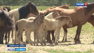 В Кашинском районе разводят редкие для региона породы лошадей В Кашинском районе разводят редкие для региона породы лошадей