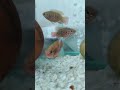 ciklet fish