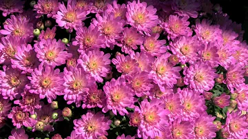 What is the difference between mums and hardy mums?