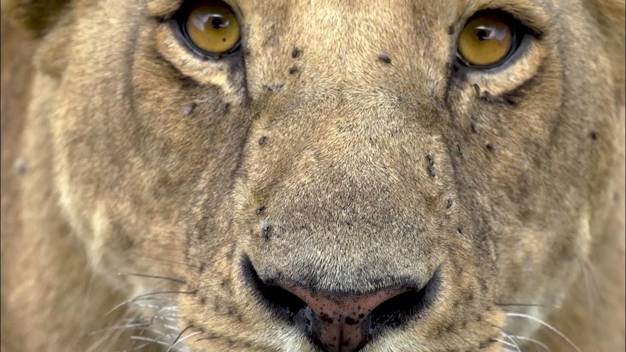 The Great Migration 2025