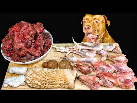 【閲覧注意ASMR】生肉や骨肉をボリボリ噛み砕く咀嚼音がクセになる