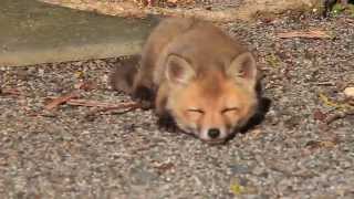 Sleepy Fox Kit