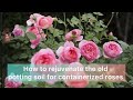 How to rejuvenate your old potting soil for your roses in containers  april 2024