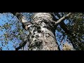 Усадьба Парк Кинематографа Ляхово. Парк Кошек. Домодедово.17. 09.2024.Берёзы Усадьбы Ляхово.