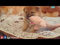 My necc my bacc, why so chubby & so phat? Shiba Inu puppies (with captions)