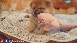 My necc my bacc, why so chubby & so phat? Shiba Inu puppies (with captions)