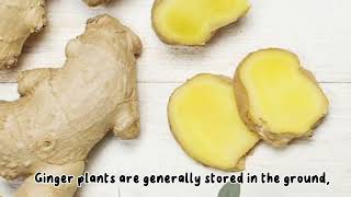 Report Text - Ginger plant - Tugas karya akhir inggris