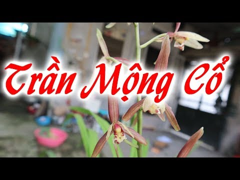 Địa Lan Trần Mộng Cổ giá XXXX quý Hiếm | Nguồn Gốc Xuất Sứ|Hoa Lan Rừng Xuân Mai VLog | Foci