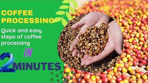 Coffee processing. How coffee is processed. Green coffee . Roasted coffee. Unroasted coffee.