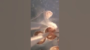 Xenobots: First living robots—that can reproduce @harvard