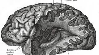 Neuroepistemology | Wikipedia audio article