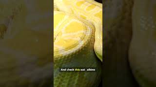 Burmese Python: The Gentle Giant  This Snake Can Swallow a Deer whole