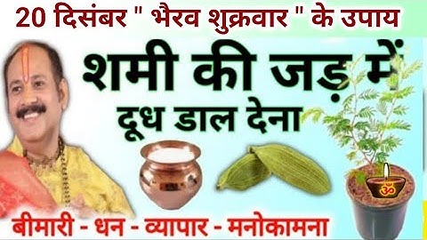 20 दिसंबर भैरव शुक्रवार के उपाय | शमी की जड़ में दूध का उपाय | pradeep mishra today upay #shukrawar