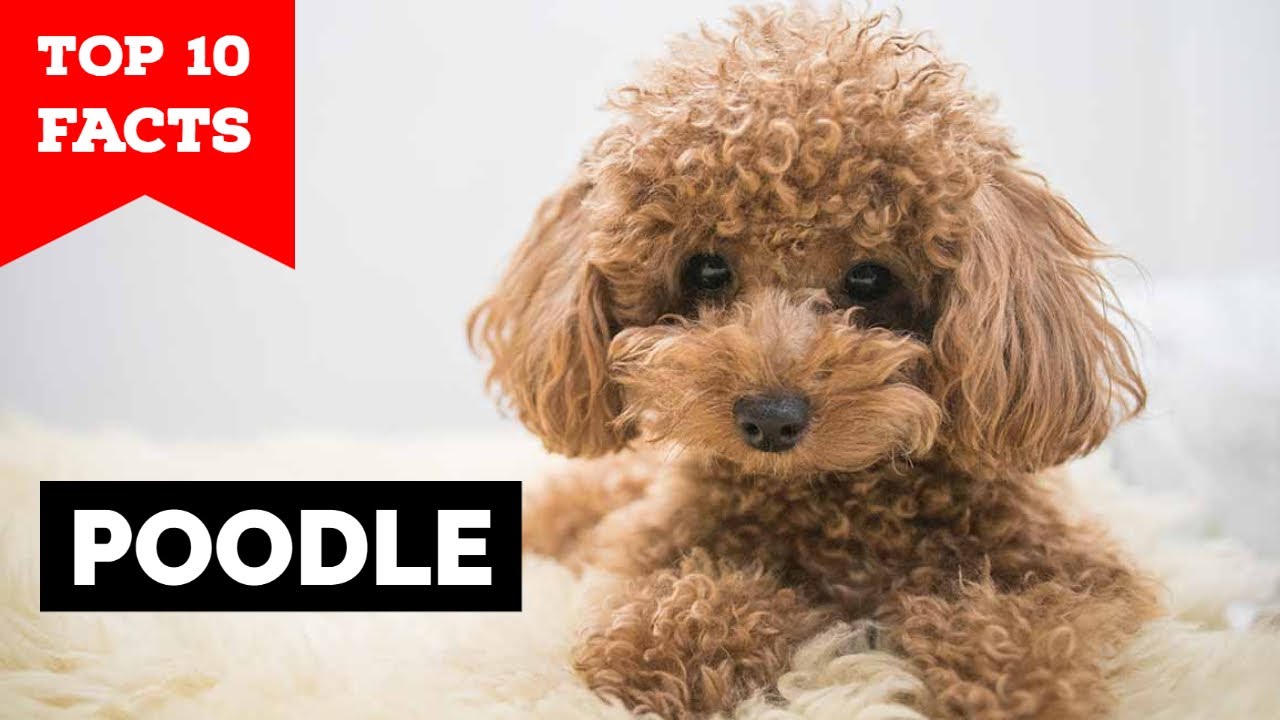 Poodle - Top 10 Facts