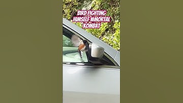 Bird fighting his own reflection #funny #animals