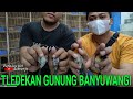 TLedekan Gunung banyuwangi bahan Gacor edian !!! bahan Langsung bunyi