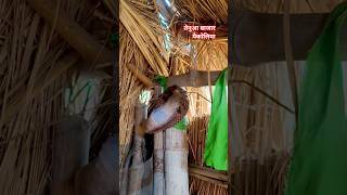 कोबरा सांप के अटैक से बाल बाल बचे 😱🐍 #viralvideo #snake #cobra #snake #rescueefforts #love #song