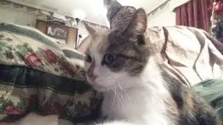 Cat Interrupted The #ASMR Video, So I Just Recorded The Cats😺 screenshot 4