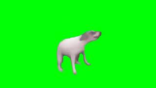 Собака танцует на зелёном фоне  Хромакей Футаж