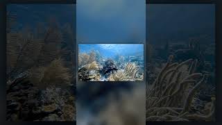 Real Caribbean reef art for your Samsung Frame TV - No AI #Shorts