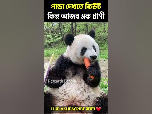 পান্ডা আজব এক জীব | Research Bangla | মায়াজাল new video #shorts