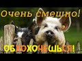 Я СМЕЯЛСЯ ДО СЛЕЗ//ПРИКОЛЫ ПРО РАЗНЫХ ЖИВОТНЫХ//ОЧЕНЬ СМЕШНЫЕ ЖИВОТНЫЕ 2020