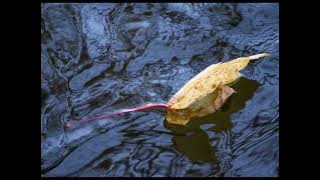 「グッド・バイ・マイ・ラブ」   沢 たまき