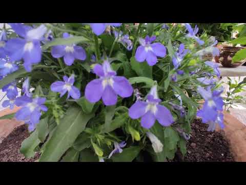 Video: Recortando Lobelia: cuándo y cómo podar las flores de Lobelia