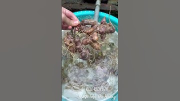 Sâm ngọc linh nhà e như thế này đã đủ uy tín chưa ạ #xuhuong #sâm #samngoclinh #duoclieu #nhansam