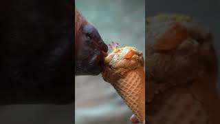Fed Drogo My Sloth An Ice Cream Cone Well Not Really But It Was His Food Molded To Look Like One A