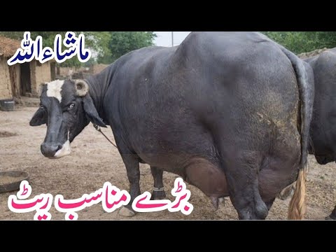 ملک عمر حیات وٹو 613 گ ب{5}عدد بھینسیں اور گائےNeeli Ravi Brand Sahiwal ...