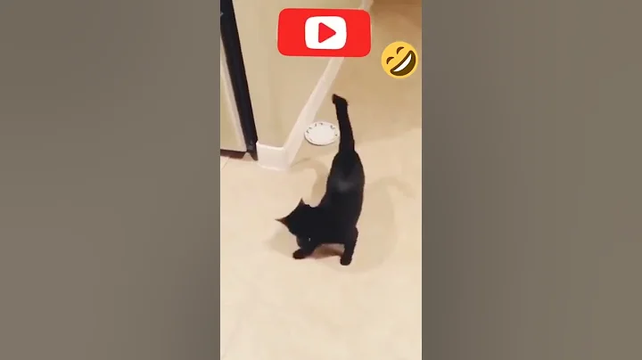 Cat gets scared by cucumber🤣🤣🤣 #shorts