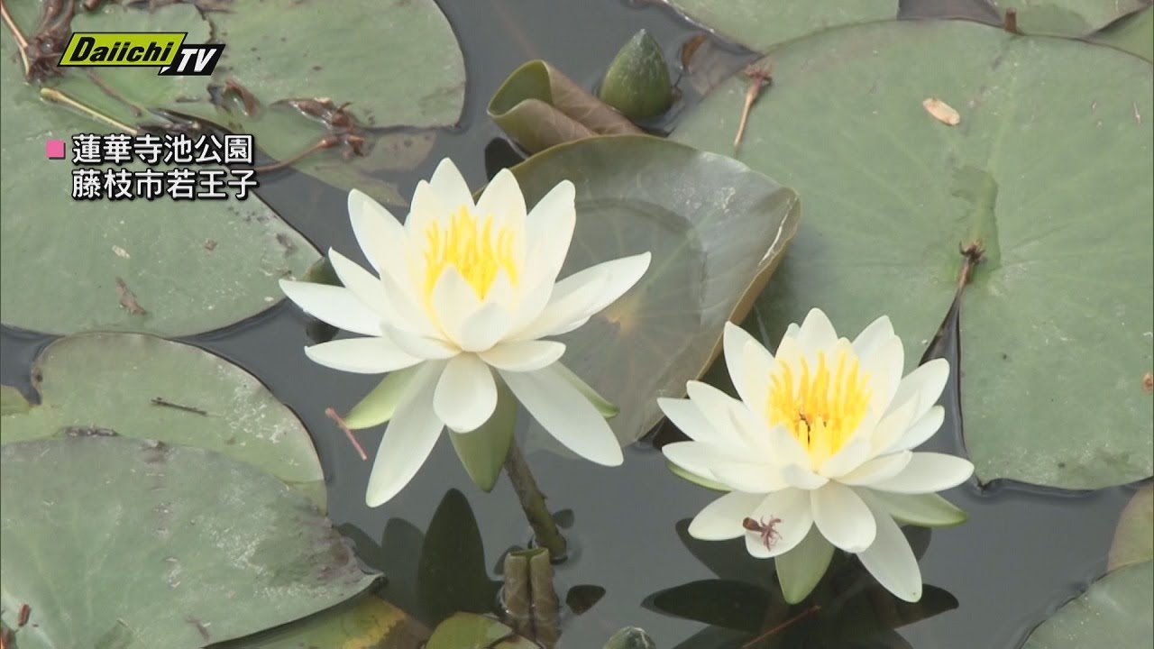 外装塗装　睡蓮花 N.'Shizuku'【シズク】 | ミロク ラボ | Miroku Waterlily Laboratory