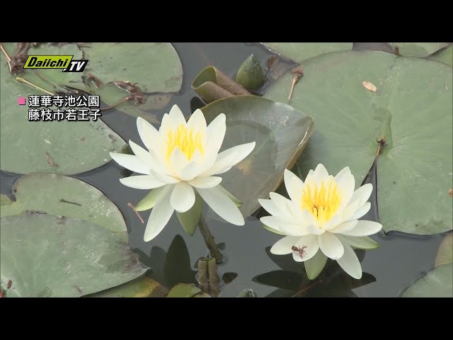 蓮華寺池公園】早くもスイレン咲き始め 静岡・藤枝市 例年より開花早く