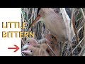 Bird is regurgitating strange food to feed nestlings