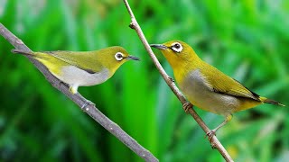 Relaxing Bird sounds in Forest - Nature Sounds for Sleep - Soothing Bird Sounds 10 Hours by Gsus4 Officical 641 views 2 days ago 10 hours, 31 minutes