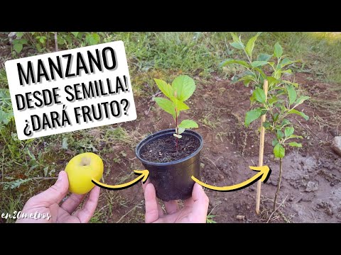 Video: Cómo plantar un manzano en otoño: recomendaciones y métodos
