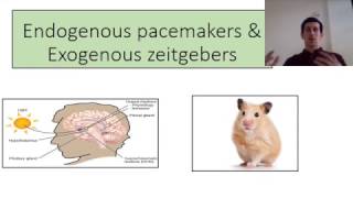 endogenous pacemakers definition