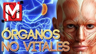 Órganos que NO son vitales para nuestro cuerpo