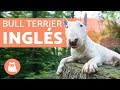 Bull terrier inglés - Características y entrenamiento
