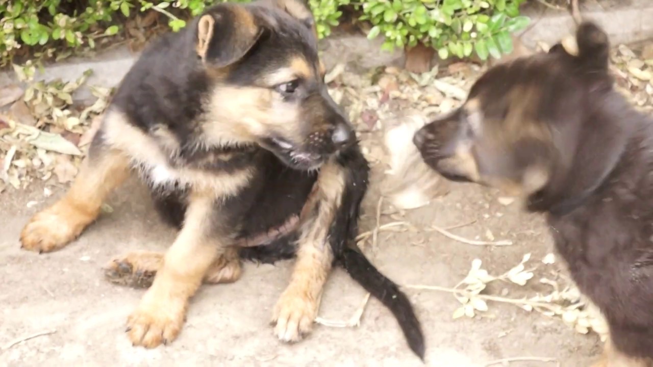 щенок немецкой овчарки 2. щенок немецкой овчарки 1 месяц. щенки немецкой овчарки короткошерстные 2 месяца. щенки немецкой овчарки 1мес.