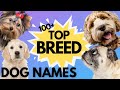 Top 100 Dog Names By BREED – Ranked By Popularity✨ | Dog Name Videos